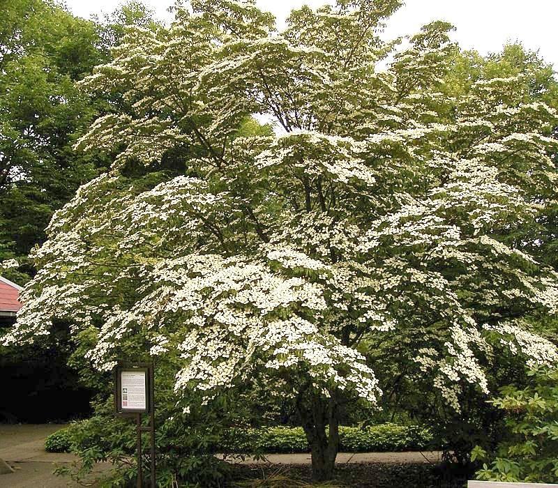 Cornus Florida Single Stem - View 16 from www redcrocus com