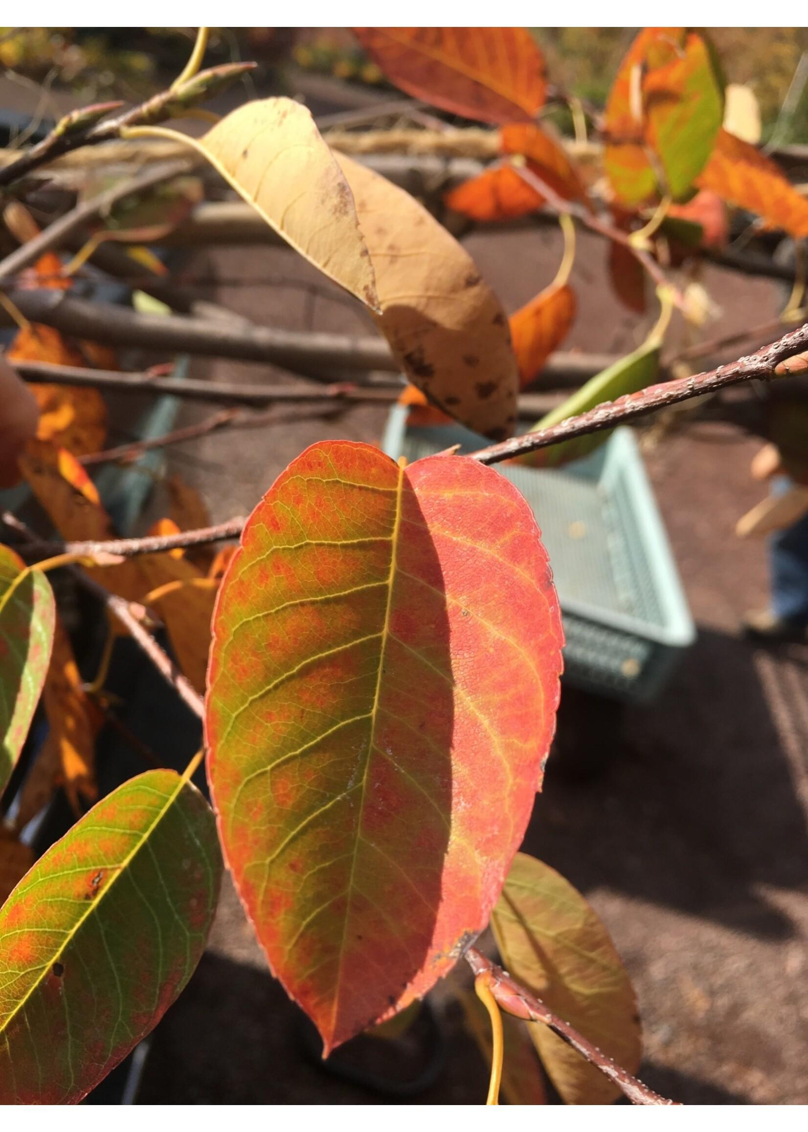 Cornus Florida Single Stem - View 18 from www redcrocus com