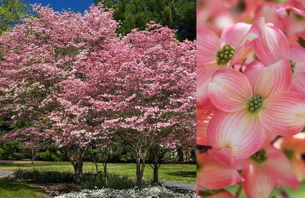 Cornus Florida Single Stem - View 1 from www redcrocus com
