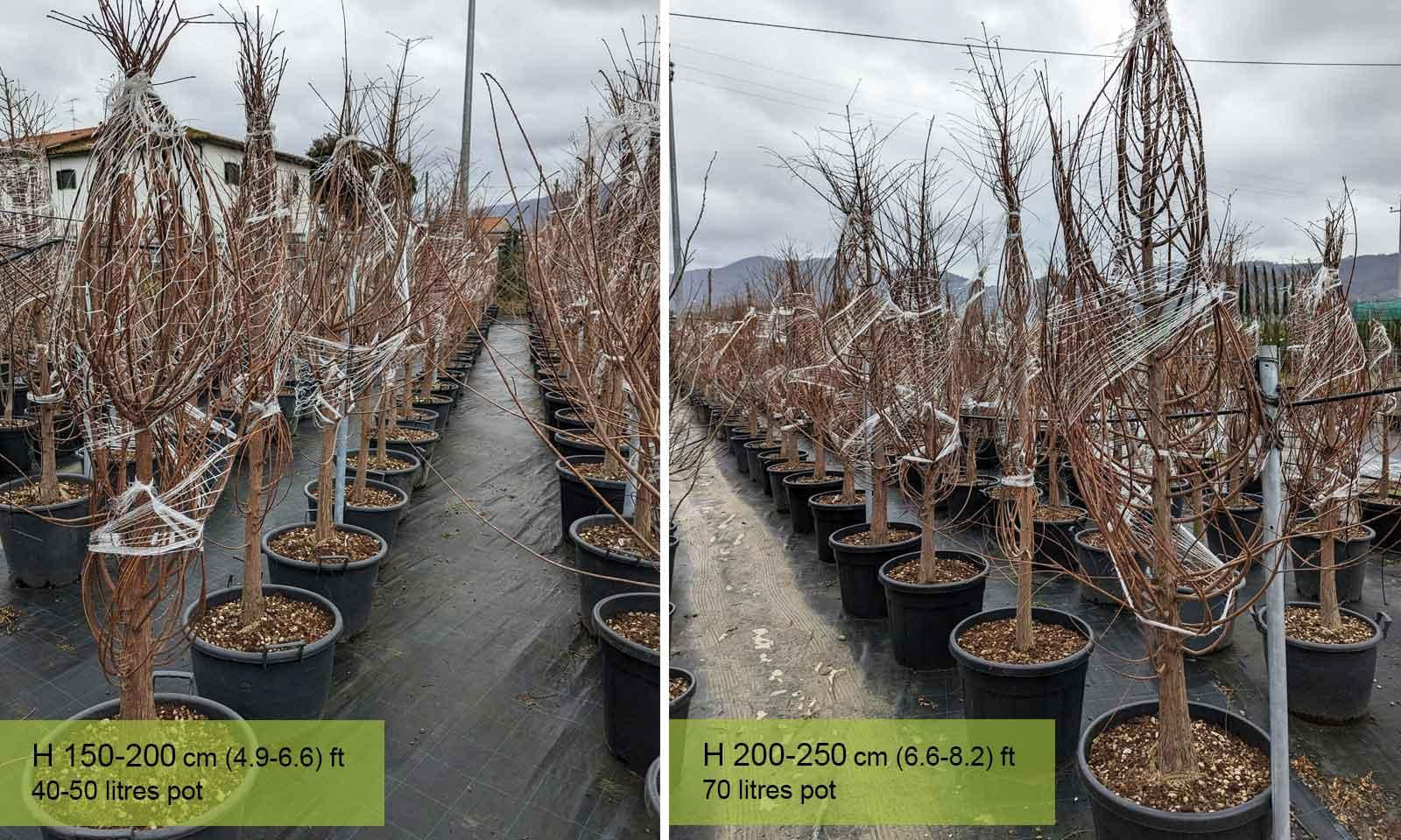 Cornus Florida Single Stem - View 30 from www redcrocus com