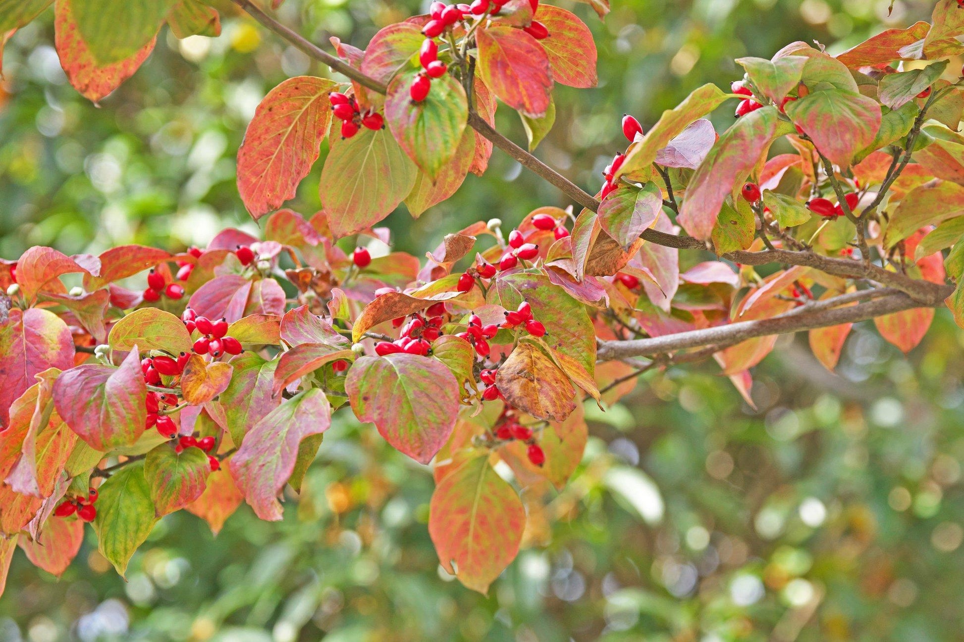 Cornus Florida Single Stem - View 5 from www redcrocus com