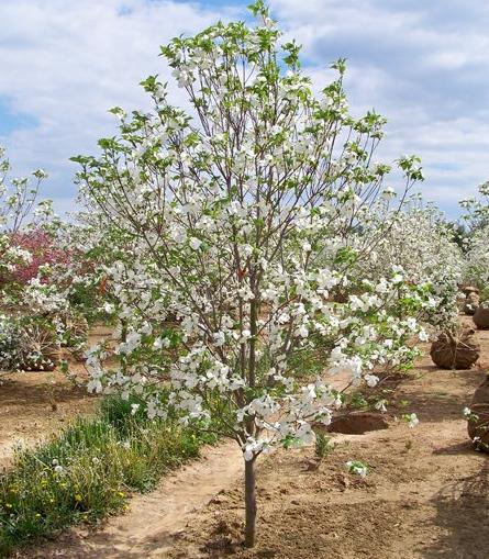 Cornus Florida Single Stem - View 6 from www redcrocus com
