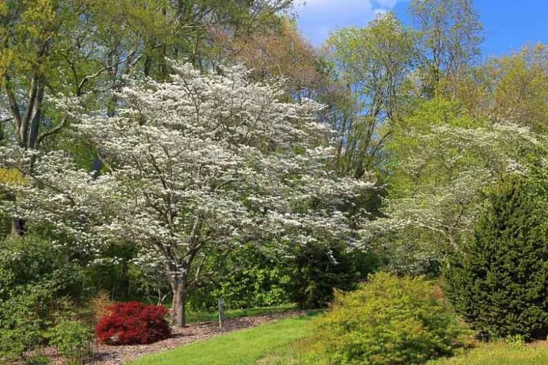 Cornus Florida Single Stem - View 7 from www redcrocus com