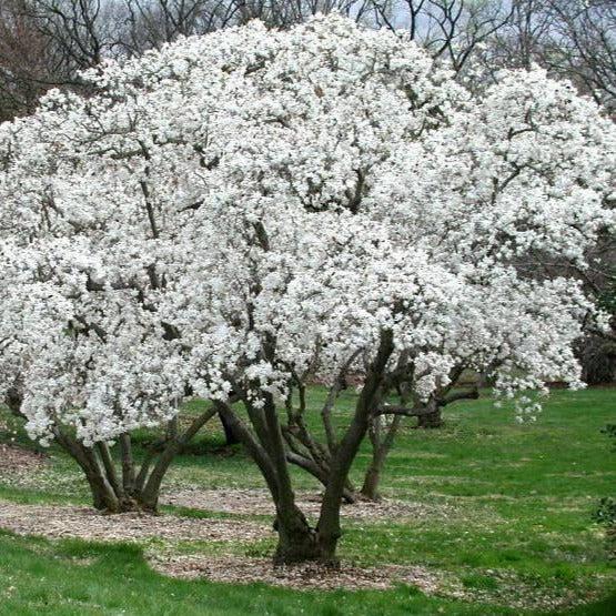 Magnolia Stellata 'royal Star' Multi Stem - View 11 from www redcrocus com