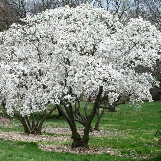 Magnolia Stellata 'royal Star' Multi Stem - View 11 from www redcrocus com