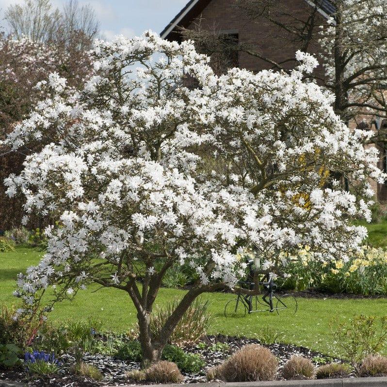 Magnolia Stellata 'royal Star' Multi Stem - View 16 from www redcrocus com