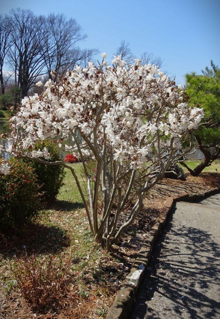 Magnolia Stellata 'royal Star' Multi Stem - View 19 from www redcrocus com