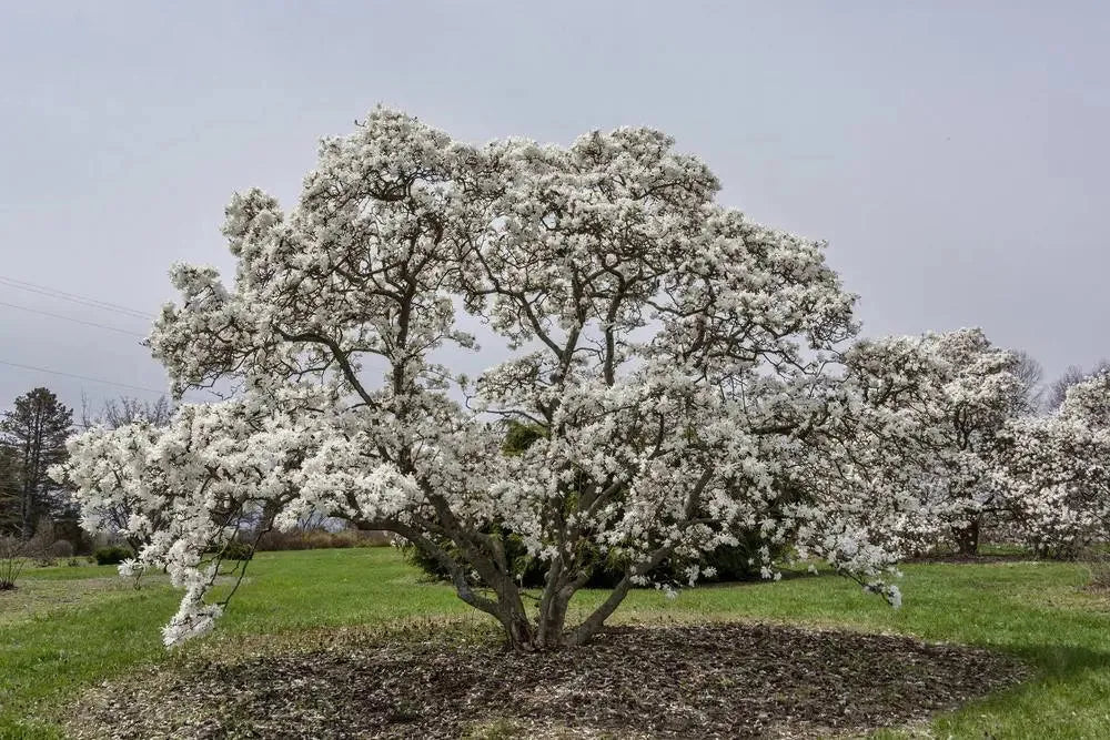 Magnolia Stellata 'royal Star' Multi Stem - View 20 from www redcrocus com