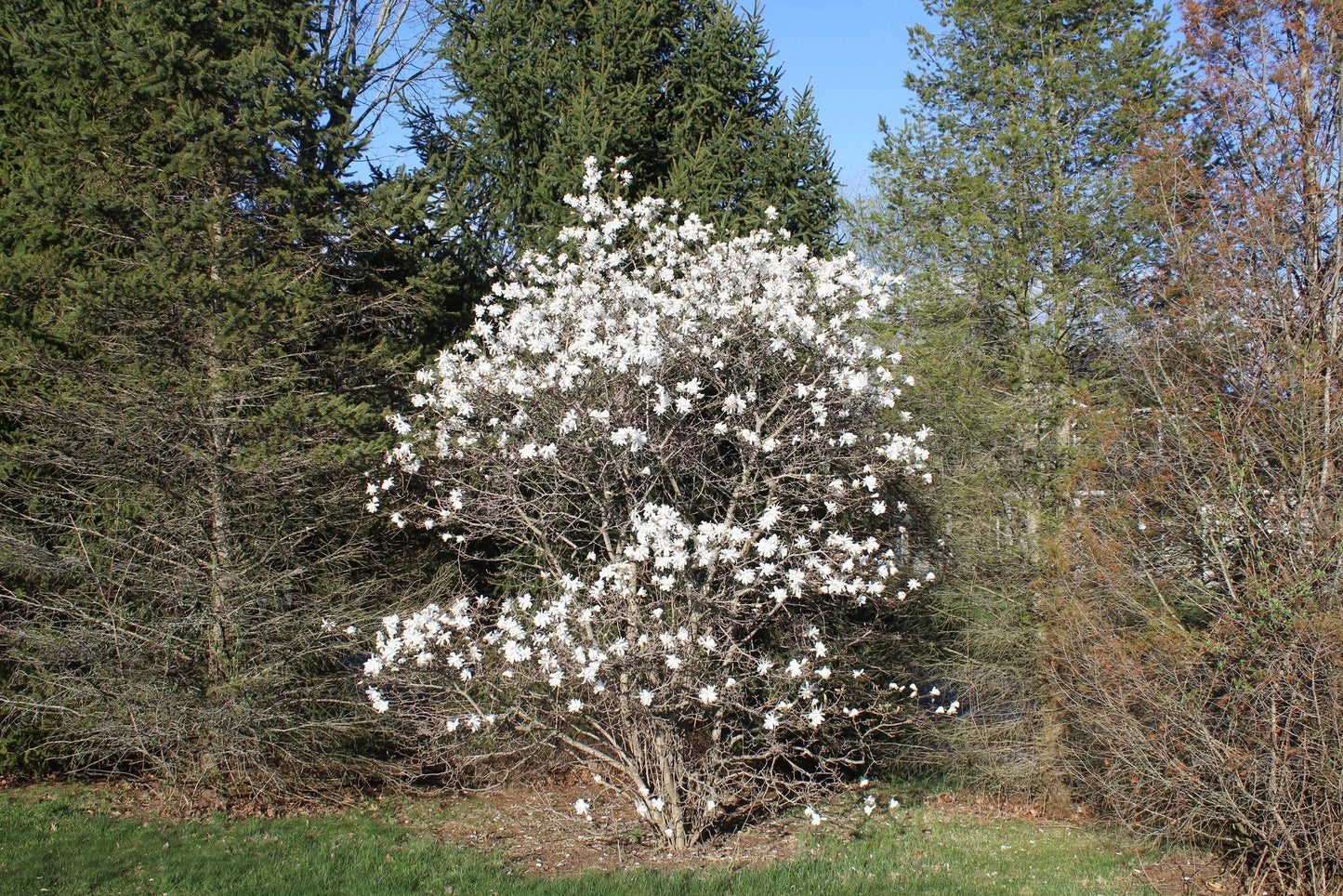 Magnolia Stellata 'royal Star' Multi Stem - View 26 from www redcrocus com