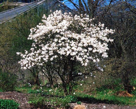 Magnolia Stellata 'royal Star' Multi Stem - View 34 from www redcrocus com