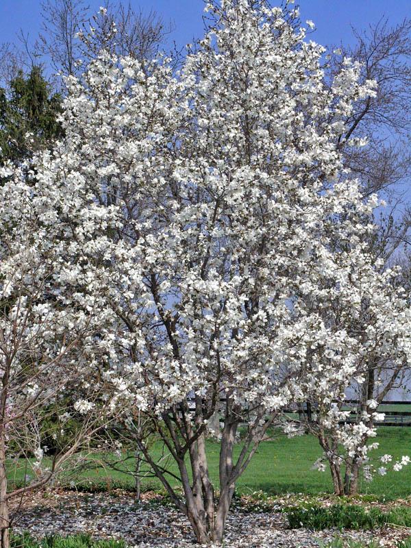 Magnolia Stellata 'royal Star' Multi Stem - View 8 from www redcrocus com