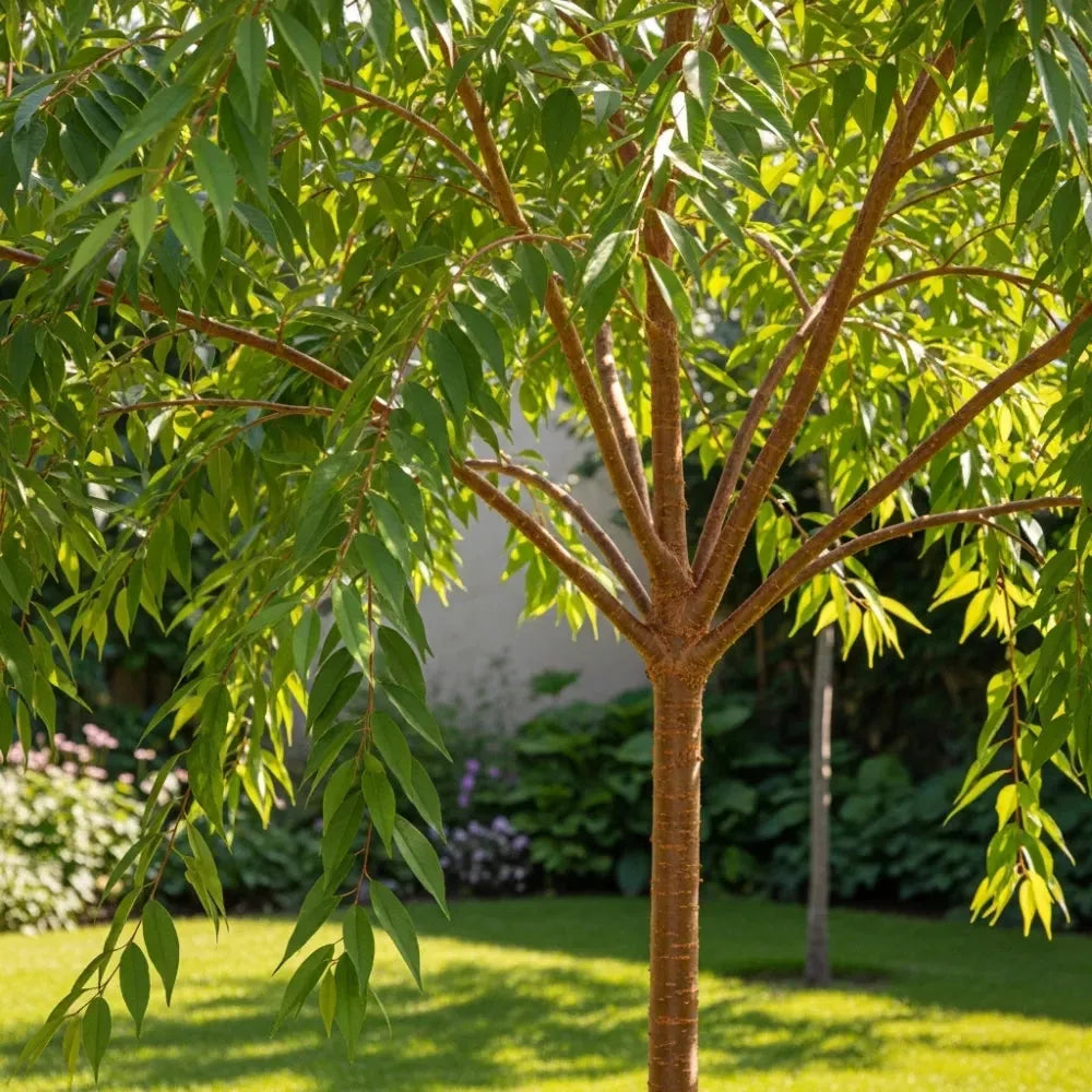 Prunus Yedoensis Single Stem - View 11 from www redcrocus com