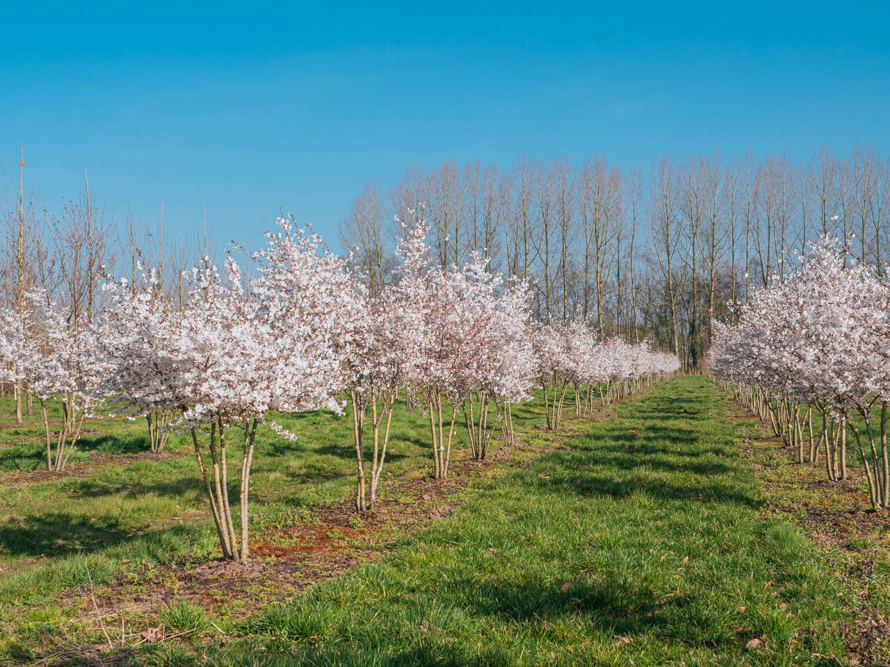Prunus Yedoensis Single Stem - View 12 from www redcrocus com