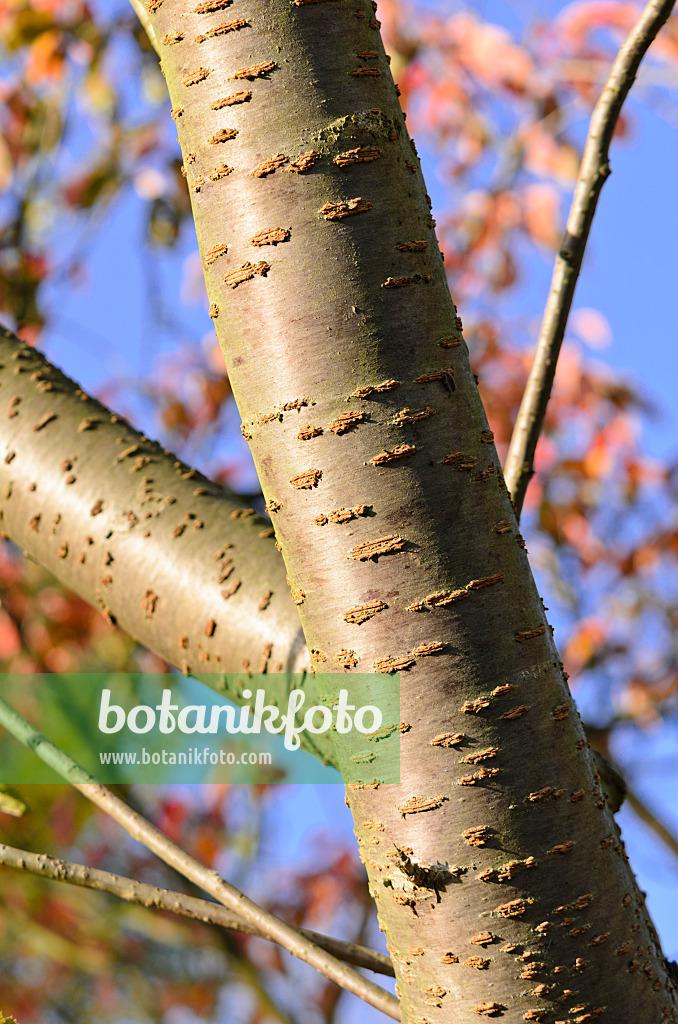 Prunus Yedoensis Single Stem - View 14 from www redcrocus com