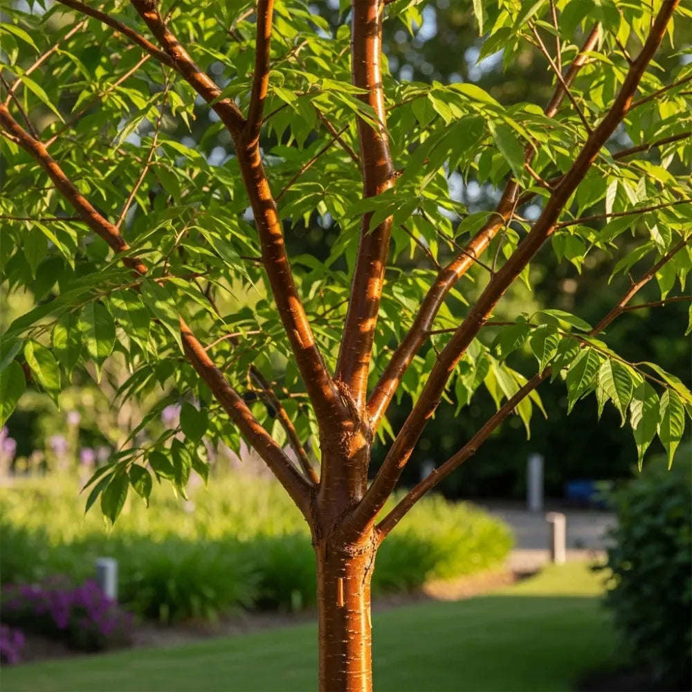 Prunus Yedoensis Single Stem - View 15 from www redcrocus com