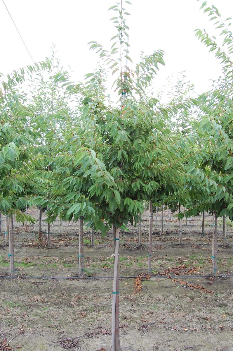 Prunus Yedoensis Single Stem - View 18 from www redcrocus com