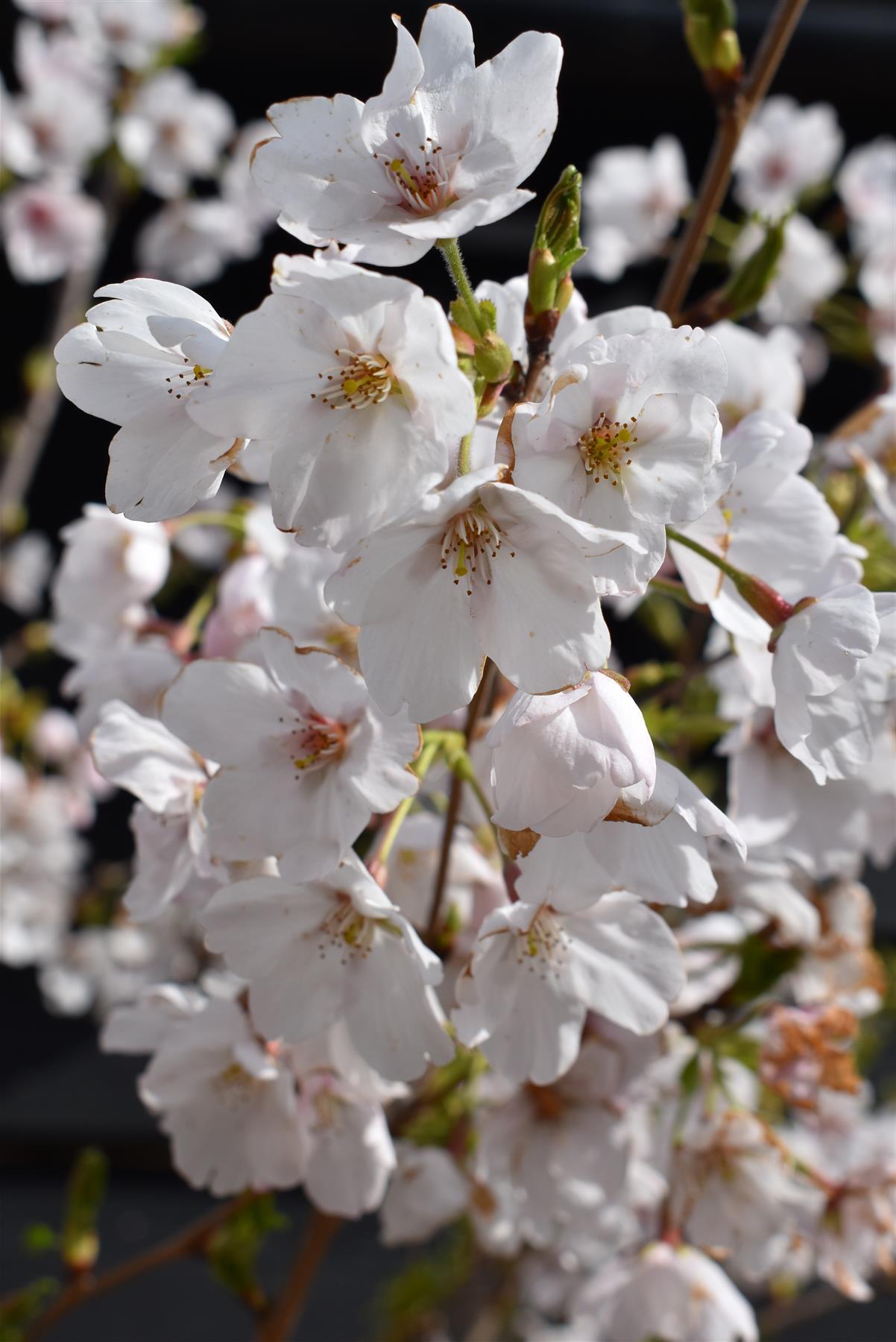 Prunus Yedoensis Single Stem - View 20 from www redcrocus com