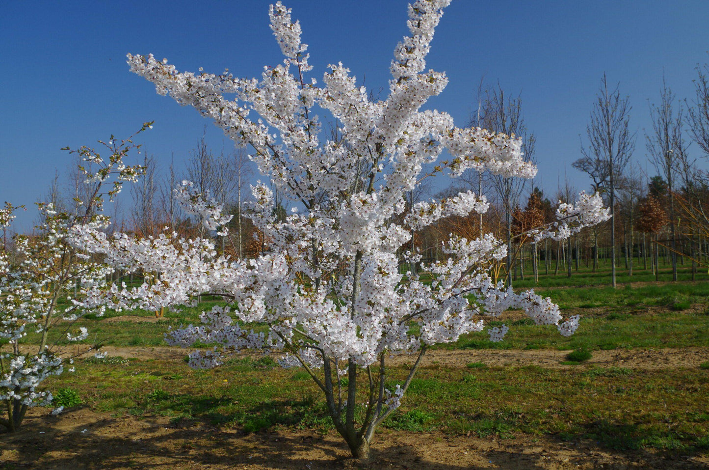 Prunus Yedoensis Single Stem - View 22 from www redcrocus com