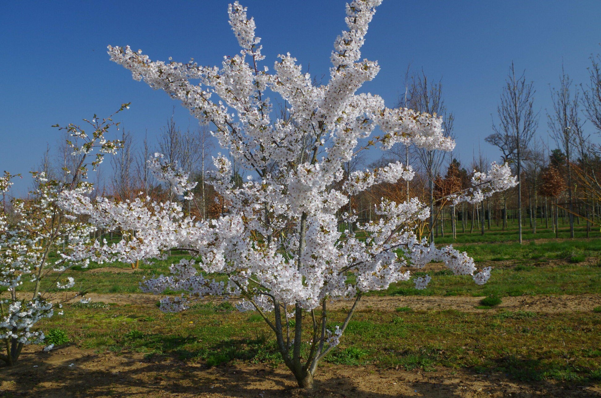 Prunus Yedoensis Single Stem - View 22 from www redcrocus com
