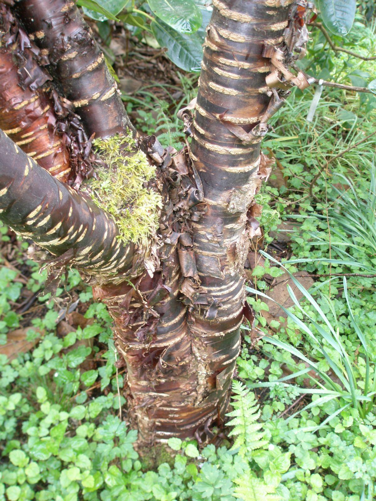 Prunus Yedoensis Single Stem - View 29 from www redcrocus com
