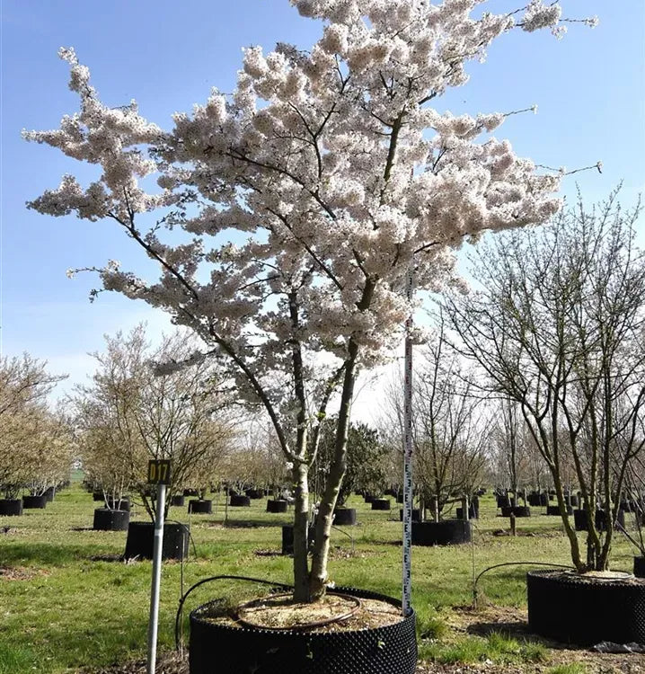 Prunus Yedoensis Single Stem - View 2 from www redcrocus com