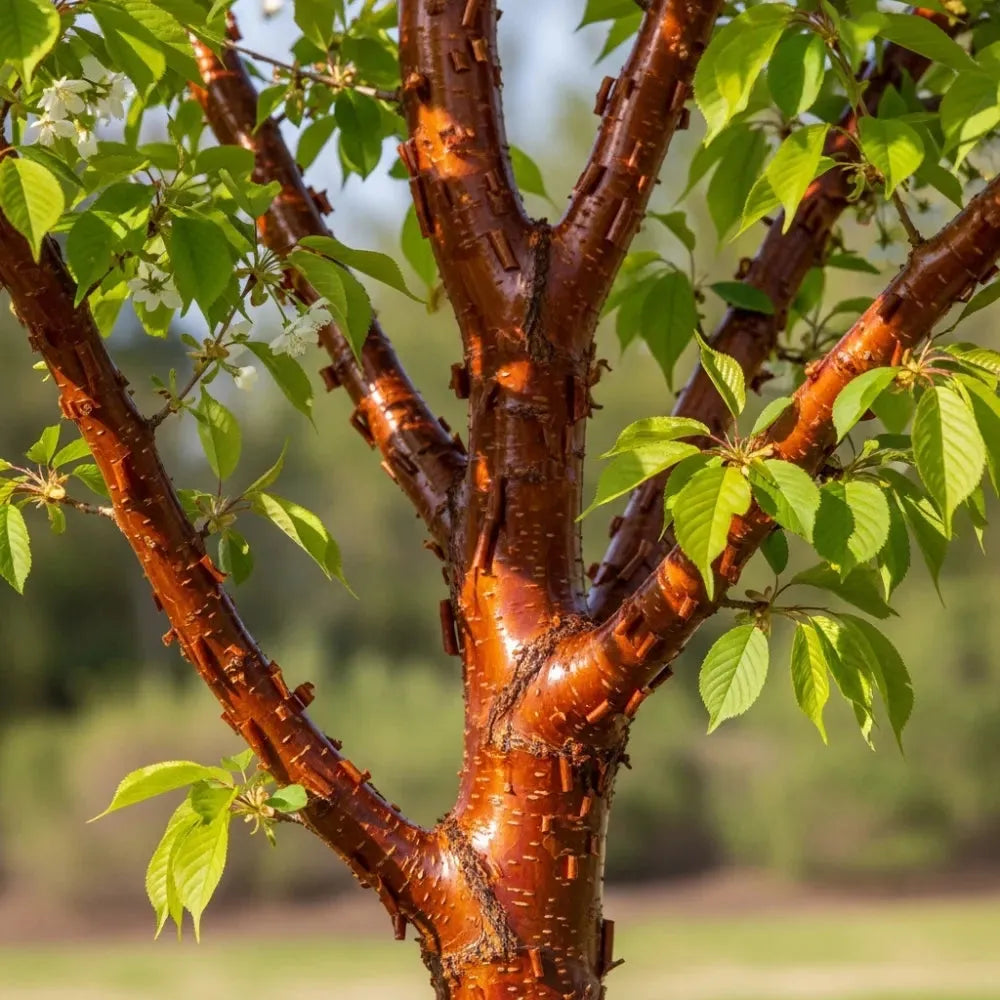 Prunus Yedoensis Single Stem - View 4 from www redcrocus com