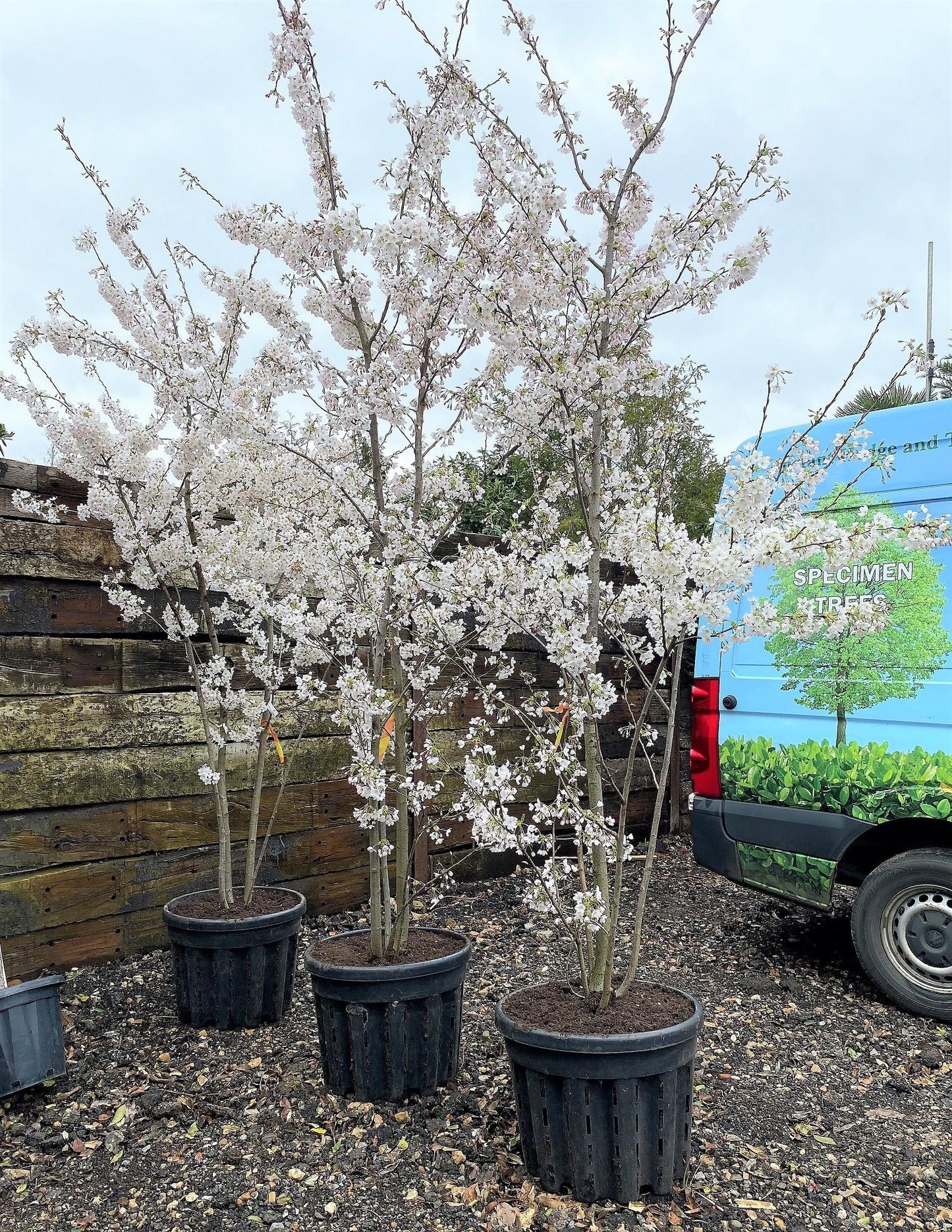 Prunus Yedoensis Single Stem - View 5 from www redcrocus com