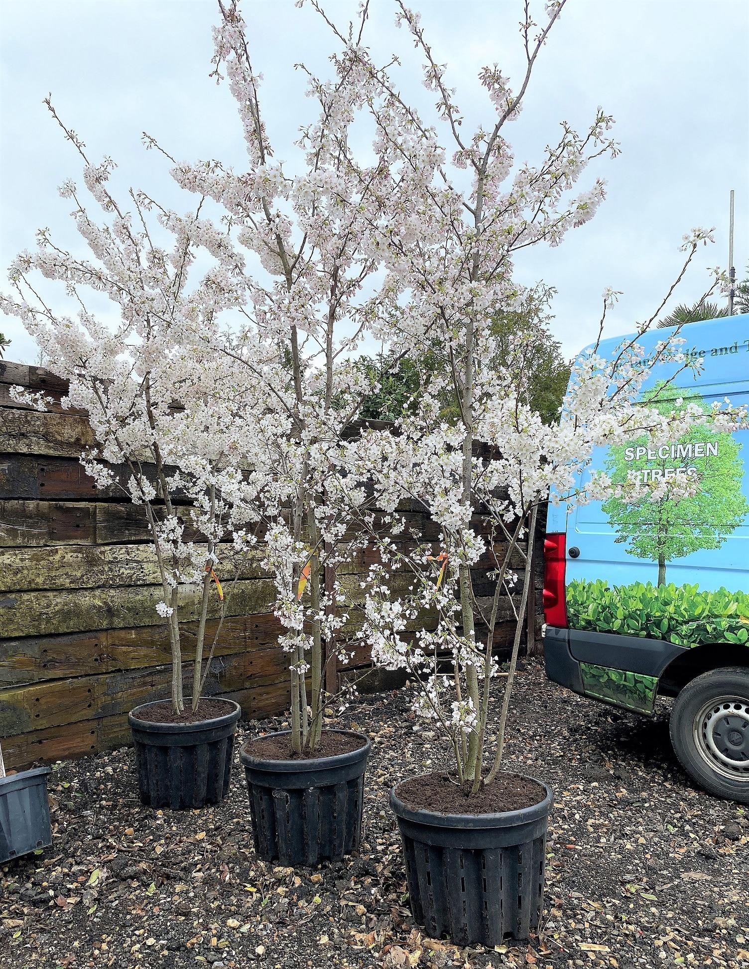 Prunus Yedoensis Single Stem - View 5 from www redcrocus com