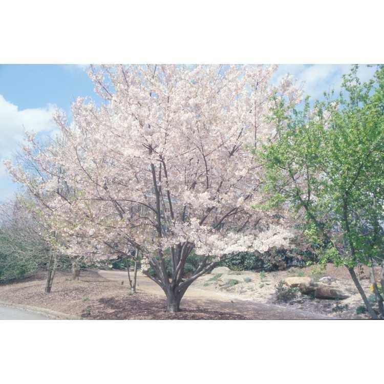 Prunus Yedoensis Single Stem - View 6 from www redcrocus com