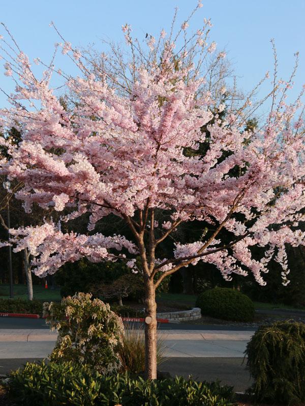 Prunus Yedoensis Single Stem - View 7 from www redcrocus com
