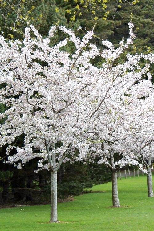 Prunus Yedoensis Single Stem - View 8 from www redcrocus com