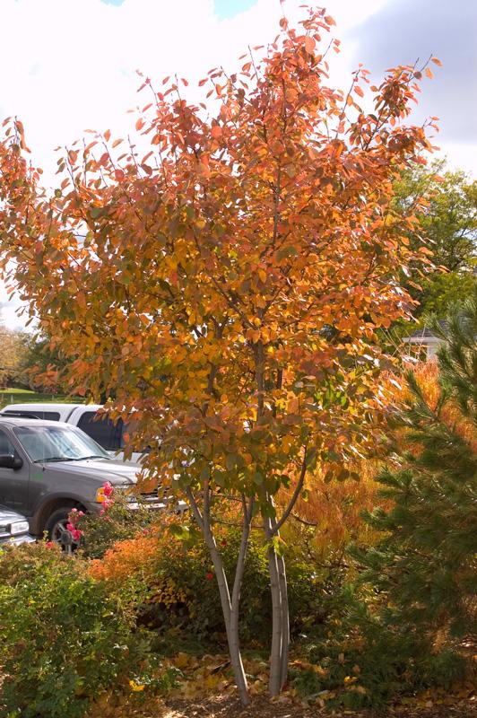 Amelanchier Grandiflora 'autumn Brilliance' Multi Stem - View 10 from www redcrocus com