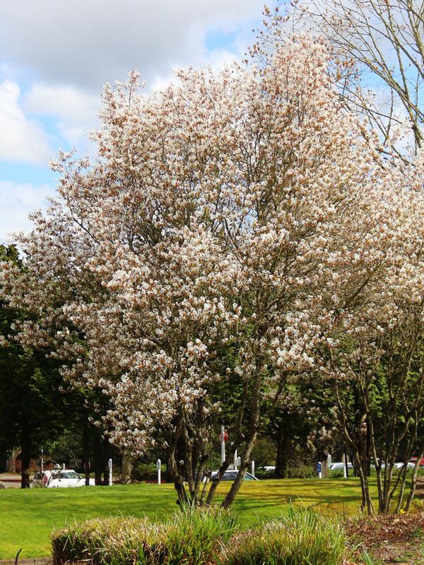 Amelanchier Grandiflora 'autumn Brilliance' Multi Stem - View 12 from www redcrocus com