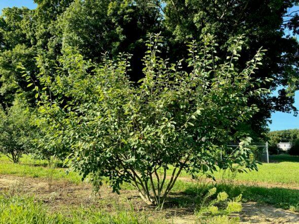 Amelanchier Grandiflora 'autumn Brilliance' Multi Stem - View 21 from www redcrocus com