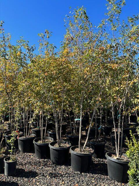 Amelanchier Grandiflora 'autumn Brilliance' Multi Stem - View 28 from www redcrocus com
