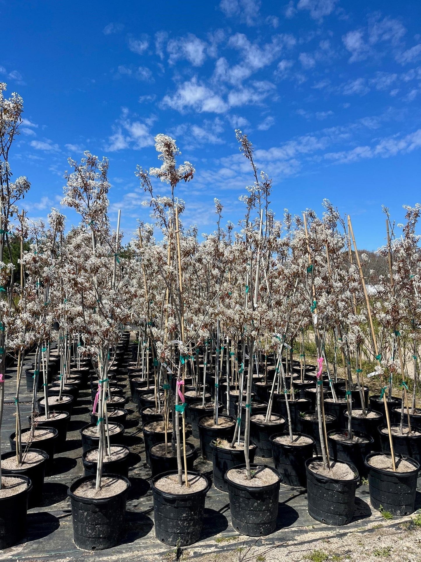 Amelanchier Grandiflora 'autumn Brilliance' Multi Stem - View 29 from www redcrocus com