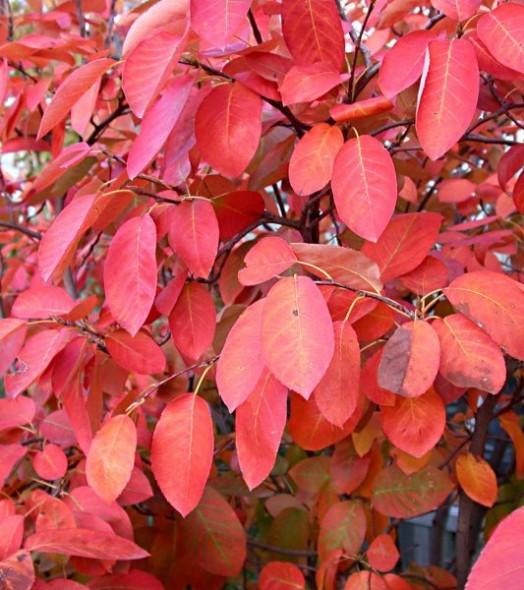Amelanchier Grandiflora 'autumn Brilliance' Multi Stem - View 31 from www redcrocus com