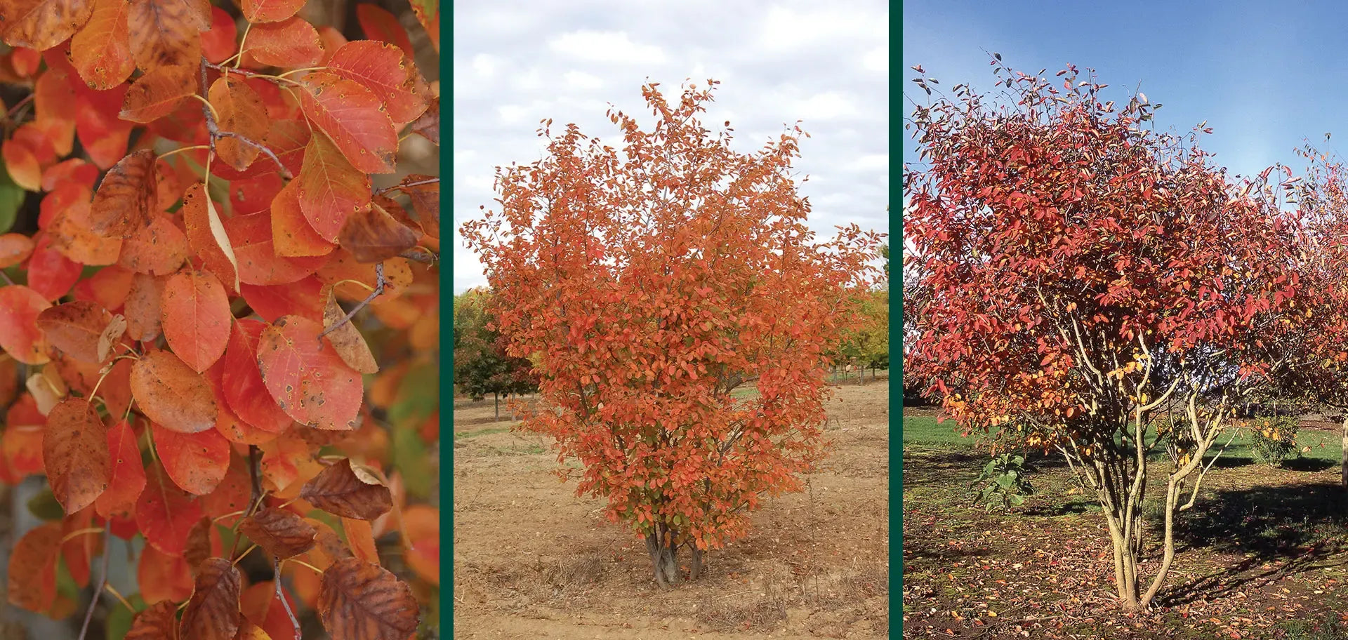 Amelanchier Grandiflora 'autumn Brilliance' Multi Stem - View 37 from www redcrocus com