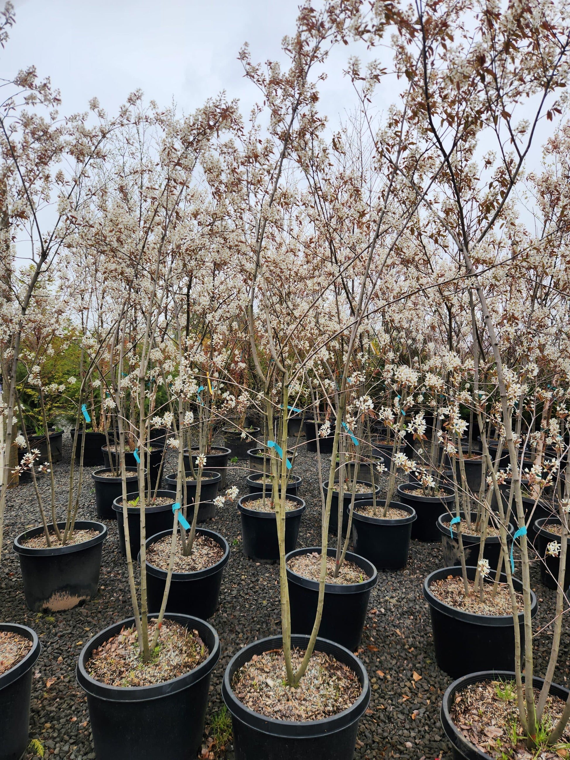 Amelanchier Grandiflora 'autumn Brilliance' Multi Stem - View 5 from www redcrocus com