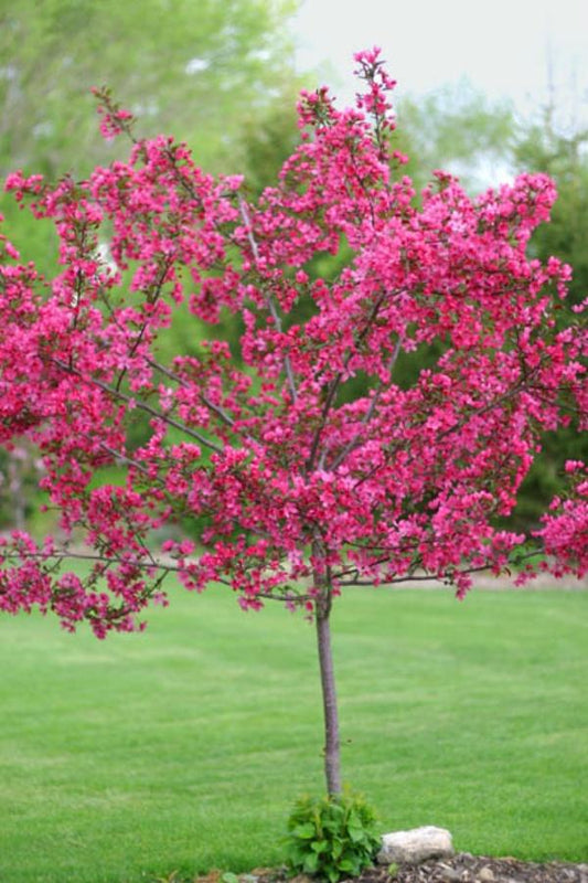Malus 'royal Gem' - View 10 from www redcrocus com