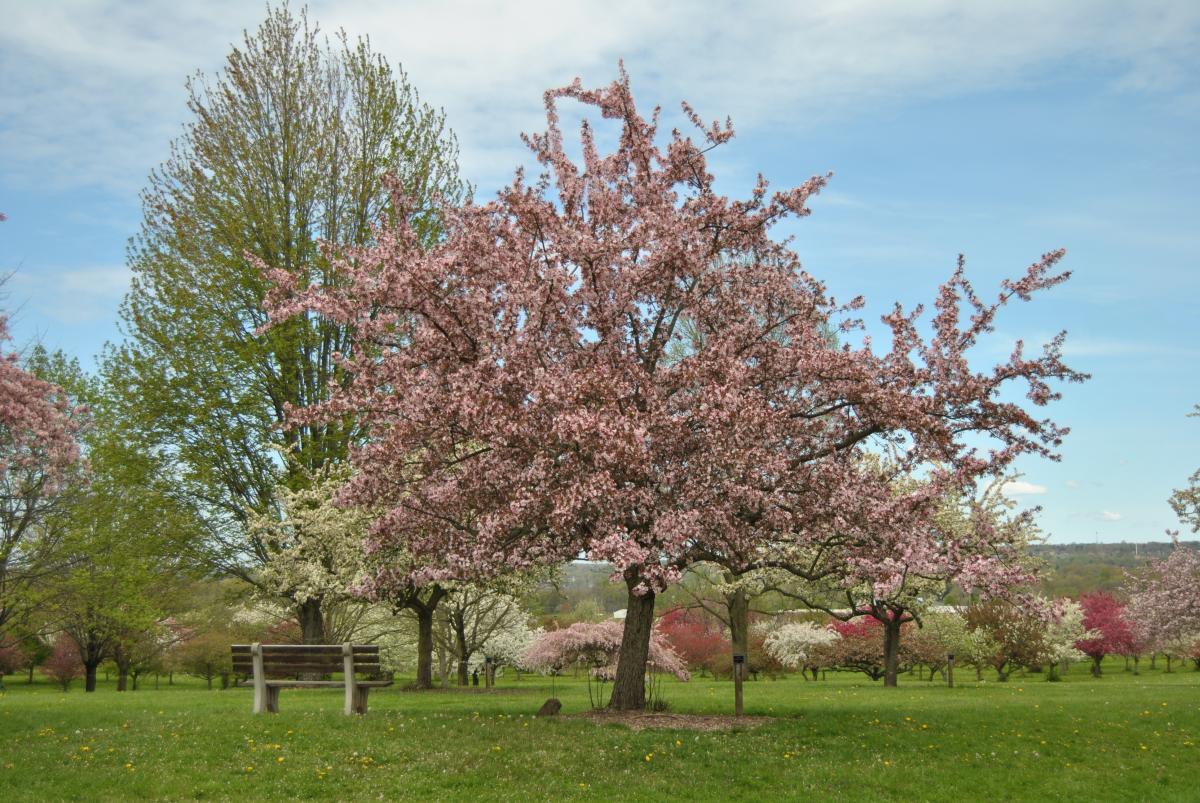 Malus 'royal Gem' - View 12 from www redcrocus com