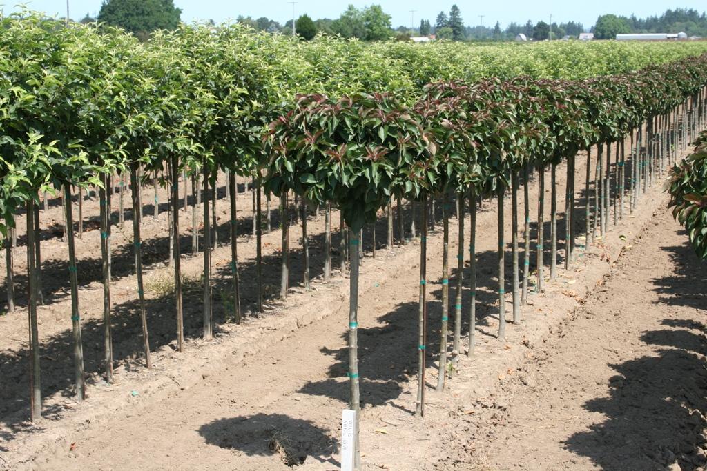 Malus 'royal Gem' - View 13 from www redcrocus com