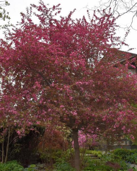 Malus 'royal Gem' - View 14 from www redcrocus com