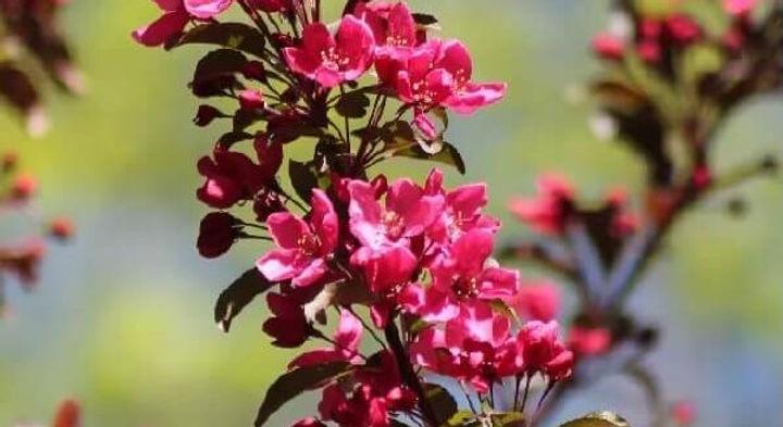 Malus 'royal Gem' - View 15 from www redcrocus com