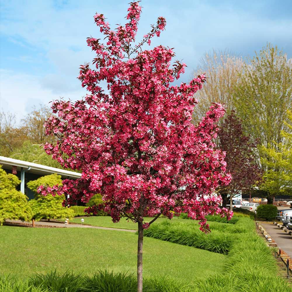 Malus 'royal Gem' - View 16 from www redcrocus com