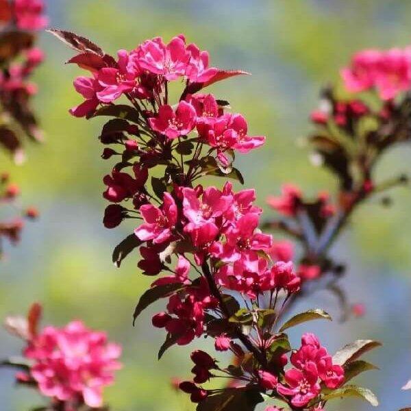 Malus 'royal Gem' - View 18 from www redcrocus com