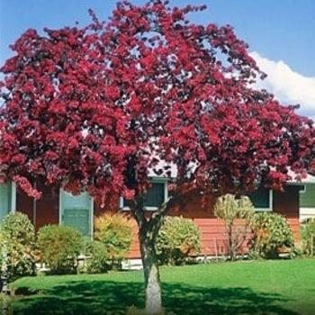 Malus 'royal Gem' - View 19 from www redcrocus com