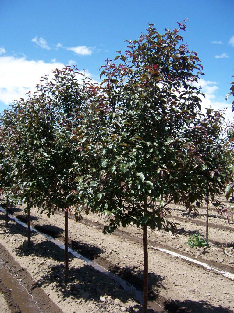 Malus 'royal Gem' - View 22 from www redcrocus com