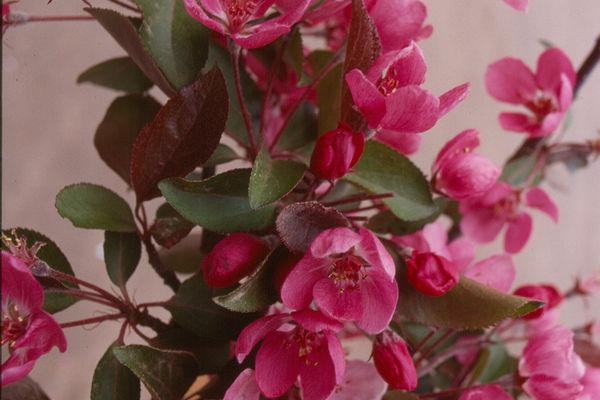 Malus 'royal Gem' - View 2 from www redcrocus com