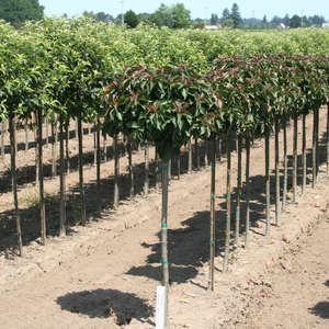 Malus 'royal Gem' - View 3 from www redcrocus com